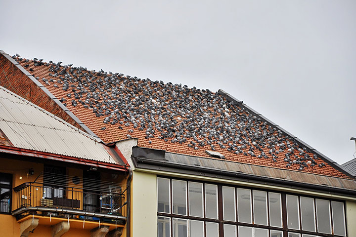 A2B Pest Control are able to install spikes to deter birds from roofs in Maldon. 