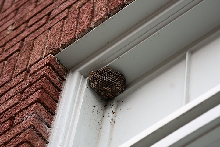We provide a wasp nest removal service for domestic and commercial properties in Maldon.